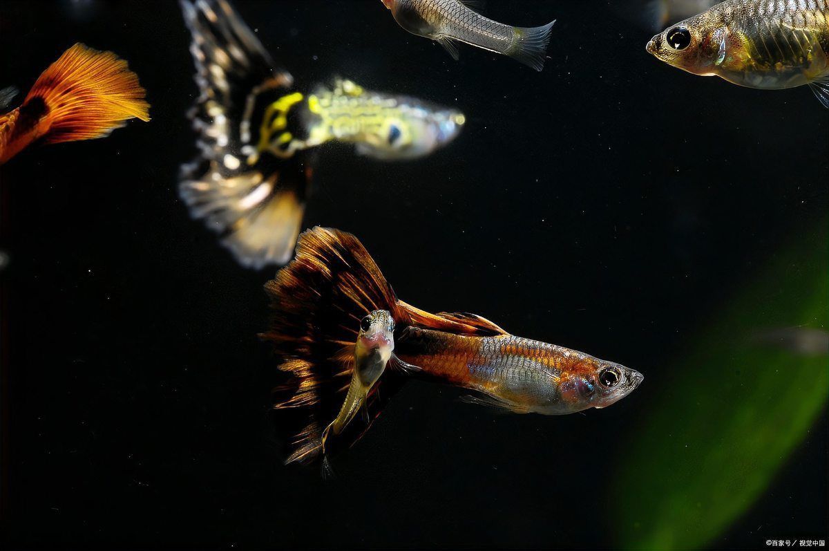 孔雀魚煩躁不安瘋游