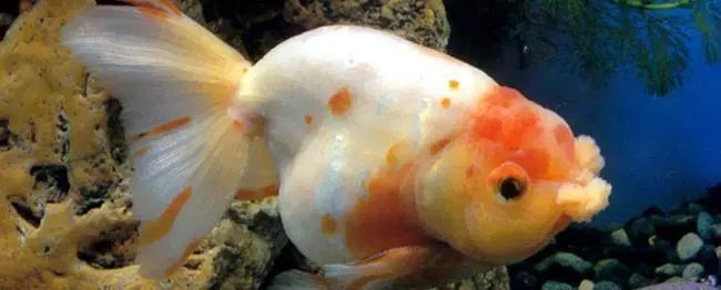 孔雀魚煩躁不安瘋游