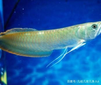 銀龍魚用什么燈光最好看（關于銀龍魚燈光選擇的一些詳細信息）