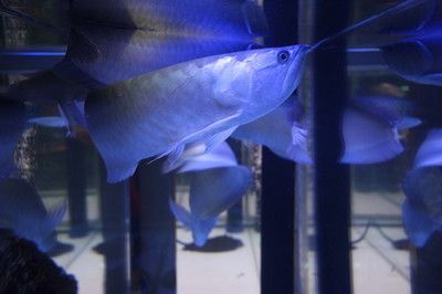 銀龍魚用什么燈光最好看（關于銀龍魚燈光選擇的一些詳細信息）