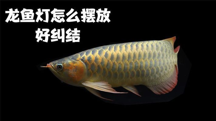龍魚燈怎么擺放好看：魚缸燈光布置對龍魚影響，龍魚燈擺放避免刺激技巧