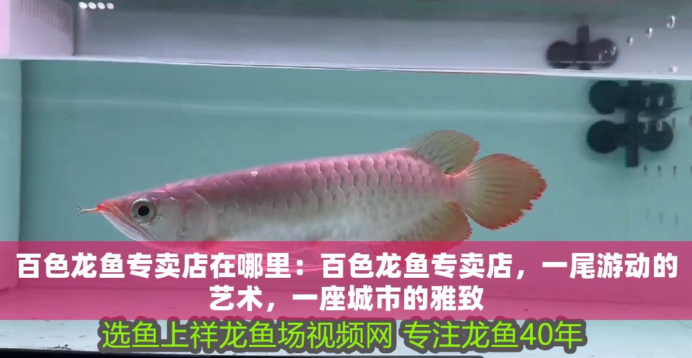 百色龍魚專賣店在哪里：百色龍魚專賣店，一尾游動(dòng)的藝術(shù)，一座城市的雅致
