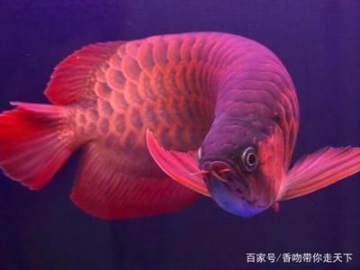 龍魚為啥在魚缸下游了好幾天：龍魚在魚缸下游了好幾天可能是由于多種原因引起的