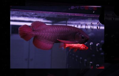 紅龍魚鱗片掉了還能長嗎：紅龍魚鱗片掉了之后，可以再生長嗎？