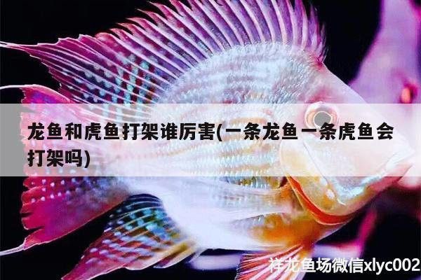 虎魚和龍魚打架誰(shuí)厲害些