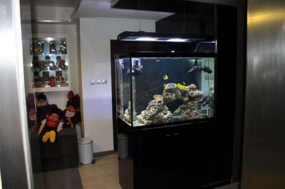 紅龍魚養(yǎng)多久成年魚能吃（紅龍魚養(yǎng)多久成年魚能吃了）
