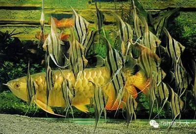 龍魚和埃及神仙魚混養的可能性（成年埃及神仙魚和埃及神仙魚可以混養存在不同的觀點）
