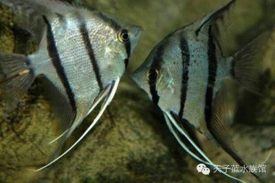 龍魚和埃及神仙魚混養的可能性（成年埃及神仙魚和埃及神仙魚可以混養存在不同的觀點）