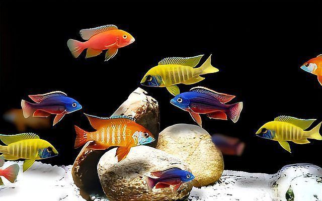 觀賞魚養殖技術要點