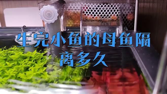 龍魚有時候張大嘴抖動正常嗎：龍魚張大嘴抖動正常嗎