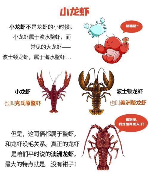 紅龍果和澳龍哪個更美容養顏？