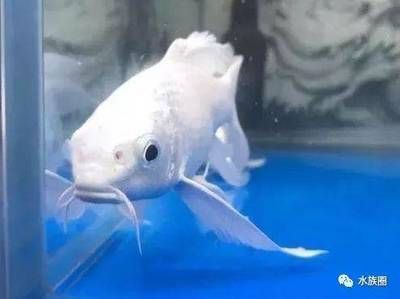 蝴蝶鯉與龍魚(yú)混養(yǎng)：蝴蝶鯉與龍魚(yú)混養(yǎng)時(shí)需要考慮幾個(gè)關(guān)鍵因素，蝴蝶鯉和龍魚(yú)混養(yǎng)