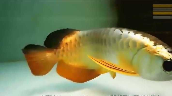 金頭過(guò)背金龍魚多少錢一條，如何辨別金頭過(guò)背金龍魚真假