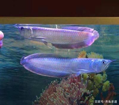 多大的銀龍魚算成魚了（銀龍魚的成長需要經歷一個漫長的過程） 多大的銀龍魚算成魚了（銀龍魚的成長需要經歷一個漫長的過程） 龍魚百科 第3張