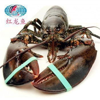 紅龍魚的做法大全家常（紅龍魚保存方法）