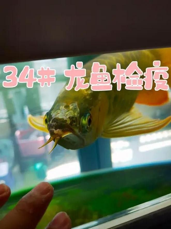 龍魚飼料魚怎么養(yǎng)殖好