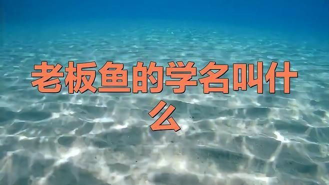 老板魚是什么魚
