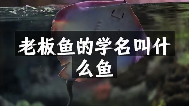老板魚是什么魚