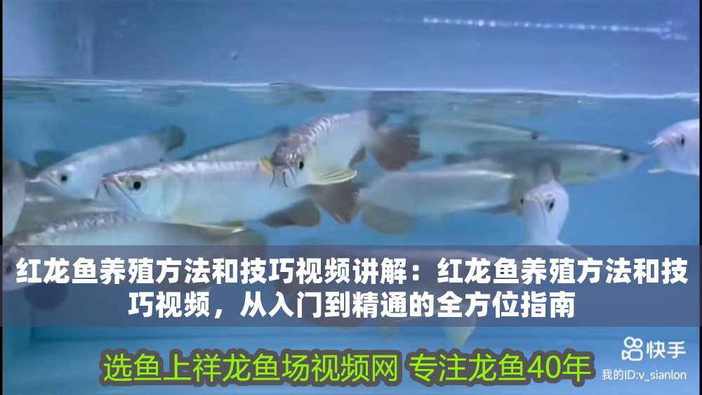紅龍魚養殖方法和技巧視頻講解：紅龍魚養殖方法和技巧視頻，從入門到精通的全方位指南