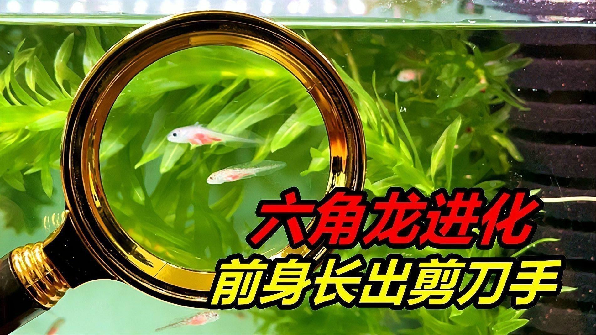 恐龍魚長啥樣子的