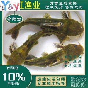 金龍魚怎么做檢疫：進(jìn)境觀賞水生動(dòng)物指定隔離檢疫場(chǎng)使用申請(qǐng)