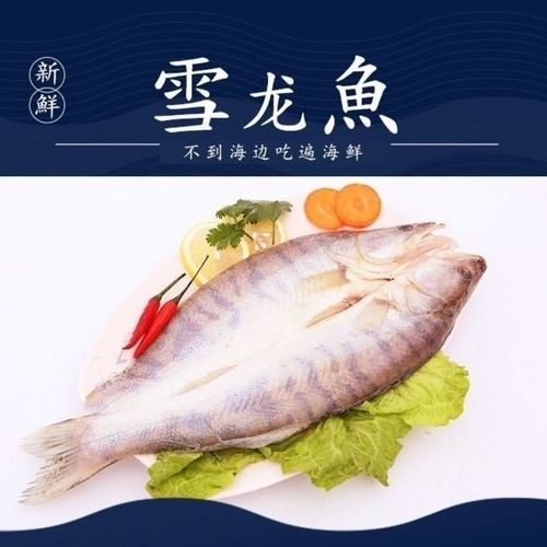 雪龍魚圖片價格高清大圖