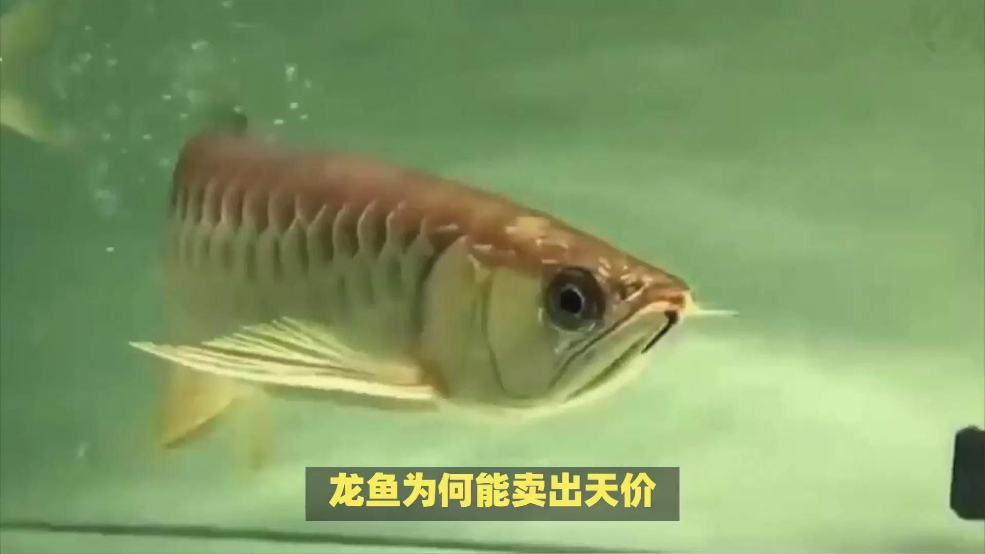 雪龍魚圖片價格高清大圖