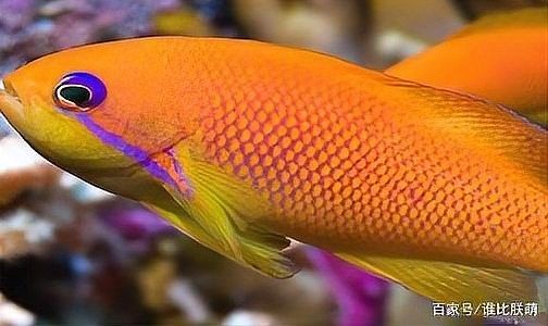 雪龍魚圖片價格高清大圖