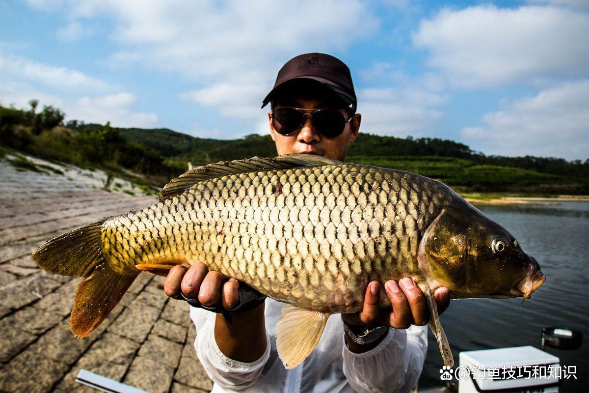 藍帆魚最忌三種東西