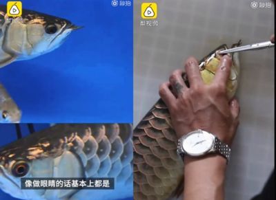 龍魚做眼睛手術(shù)可以吃嗎：龍魚可以吃嗎？ 龍魚做眼睛手術(shù)可以吃嗎：龍魚可以吃嗎？ 龍魚百科 第2張