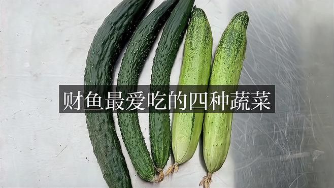 招財龍魚吃什么食物最好？