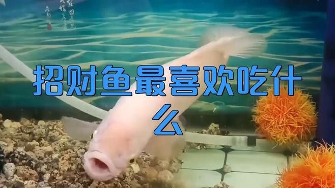 招財龍魚吃什么食物最好？