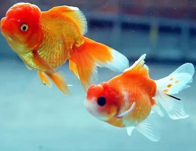 風水魚的文化寓意解析：風水魚與家居布局關系,風水魚養殖技巧有哪些