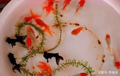風水魚的文化寓意解析：風水魚與家居布局關系,風水魚養殖技巧有哪些