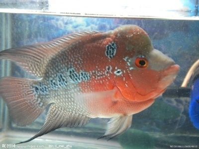 風水魚的文化寓意解析：風水魚與家居布局關系,風水魚養殖技巧有哪些