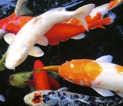 風水魚的文化寓意解析：風水魚與家居布局關系,風水魚養殖技巧有哪些