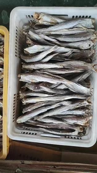 葵龍魚是什么魚圖片