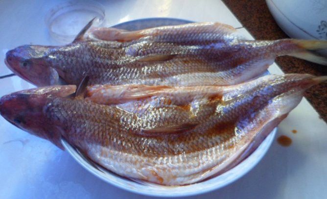 葵龍魚是什么魚圖片