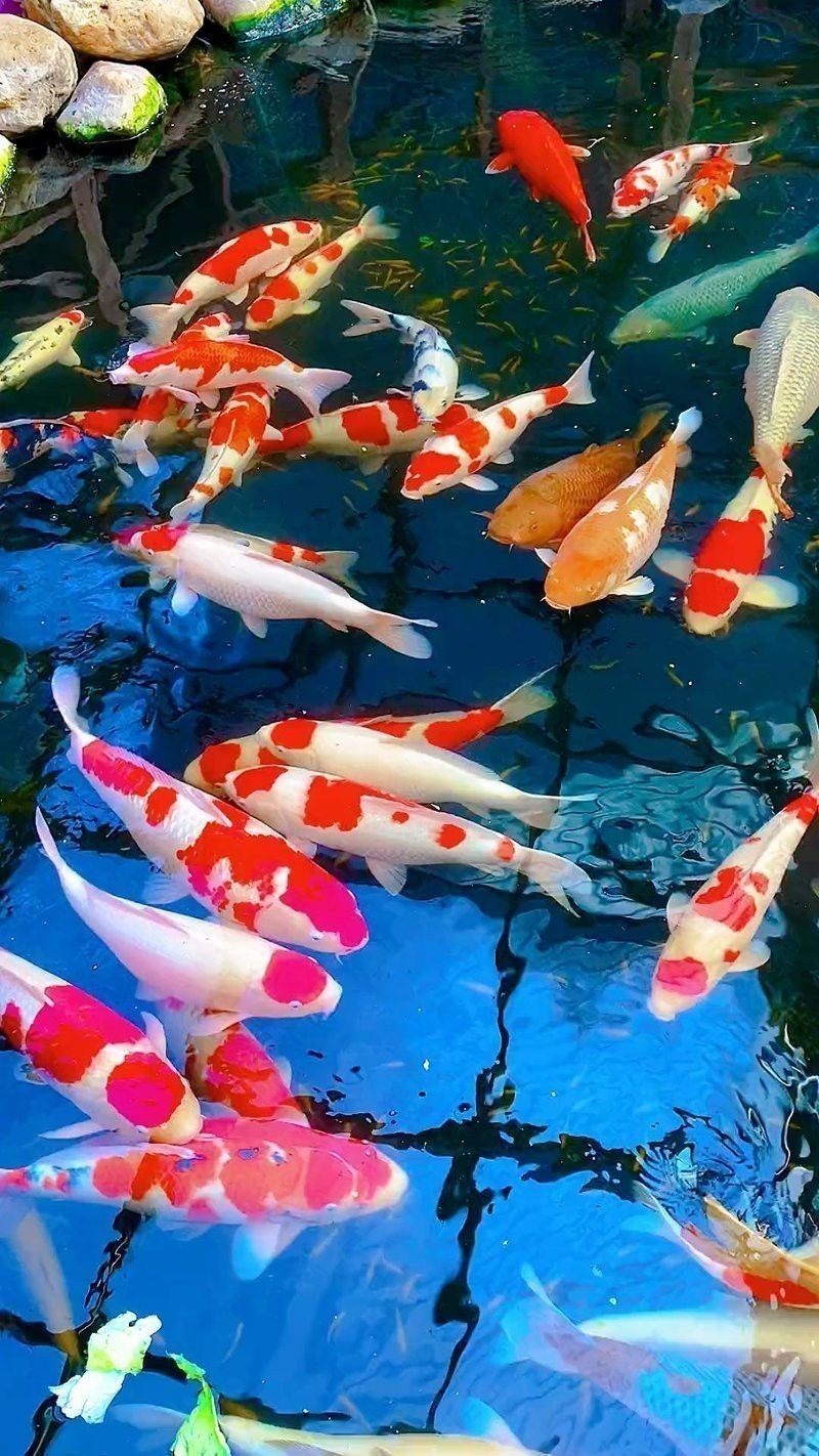 能推薦一些3D風格的紅龍魚壁紙嗎？