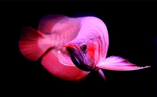 跟金龍魚混養的魚是什么魚