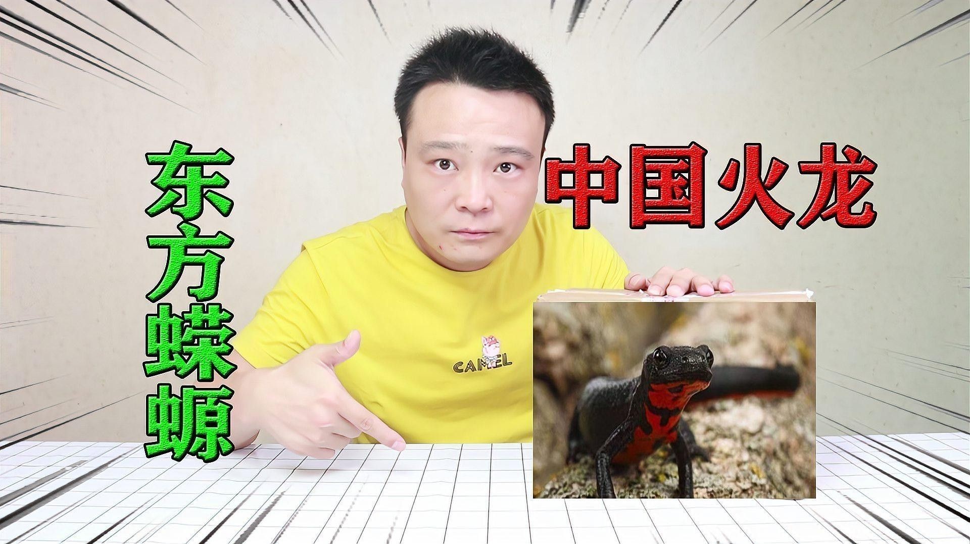 中國小火龍魚周圍的水有毒嗎