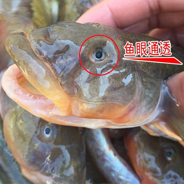 鮮活小龍魚的購買方法：關(guān)于鮮活小龍魚的一些相關(guān)信息