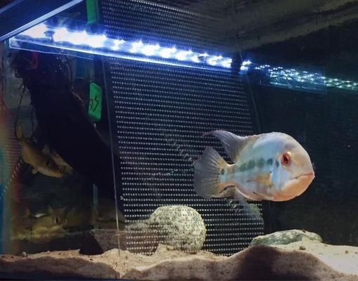 藍(lán)鯊魚(yú)和龍魚(yú)可以混養(yǎng)嗎圖片視頻
