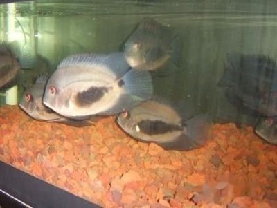 藍(lán)鯊魚(yú)和龍魚(yú)可以混養(yǎng)嗎圖片視頻