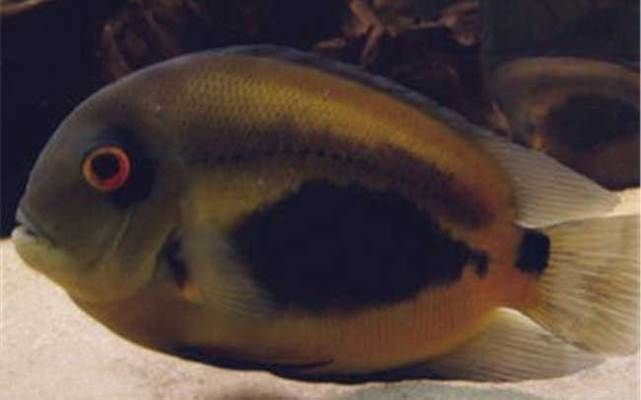 藍(lán)鯊魚(yú)和龍魚(yú)可以混養(yǎng)嗎圖片視頻