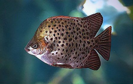 金鼓魚最愛吃三種水果