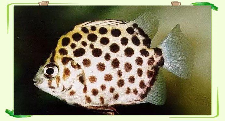 金鼓魚最愛吃三種水果