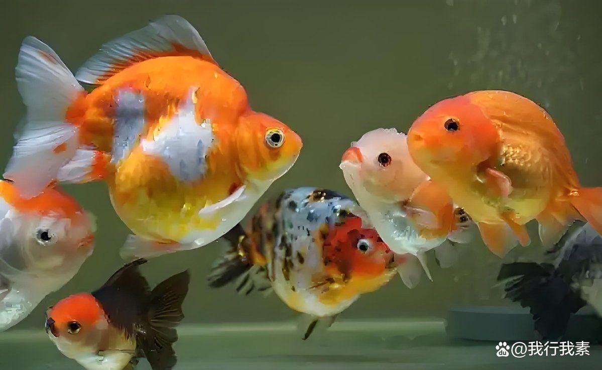 金鼓魚最愛吃三種水果