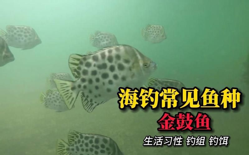 金鼓魚最愛吃三種水果