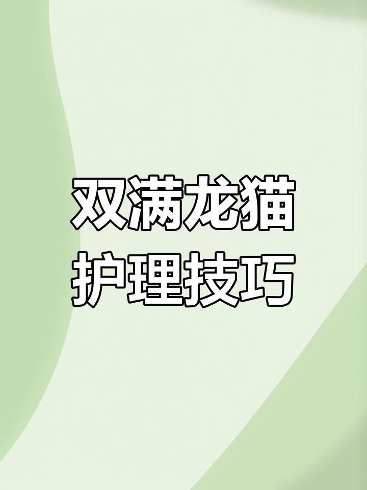 龍貓繁殖后如何照顧母貓？